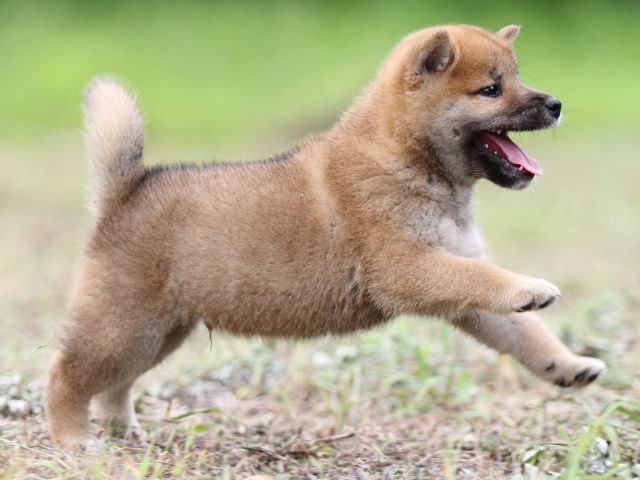 FP5A0410-puupy-shibainu FP5A0410-puupy-shibainu