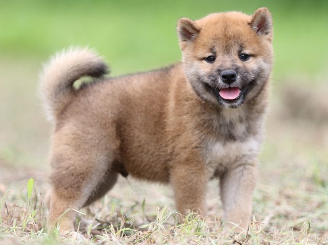 FP5A0515-puupy-shibainu FP5A0515-puupy-shibainu