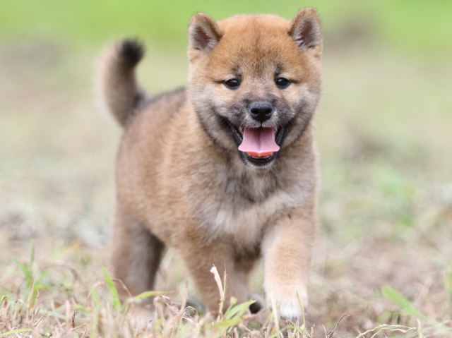 FP5A0526-puupy-shibainu FP5A0526-puupy-shibainu