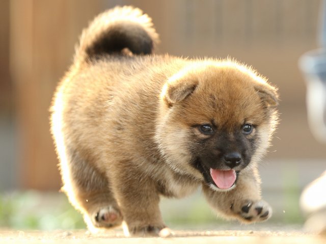 FP5A2169-puupy-puppy FP5A2169-puupy-puppy