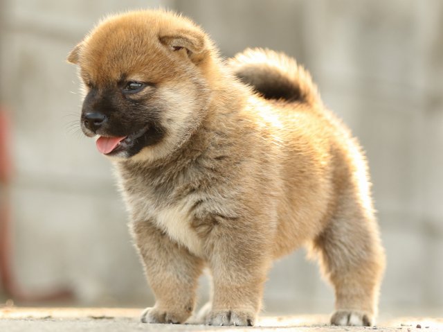 FP5A2192-puupy-puppy FP5A2192-puupy-puppy