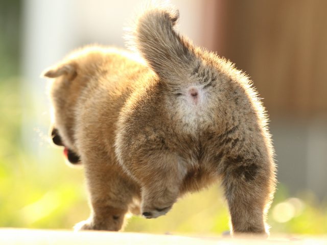 FP5A2273-puupy-puppy FP5A2273-puupy-puppy