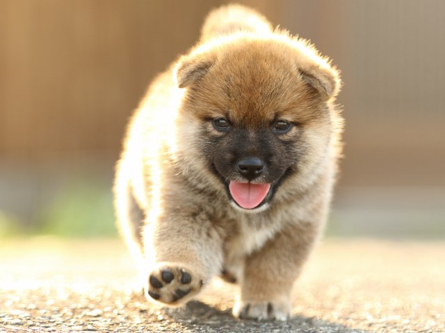 FP5A2305-puupy-puppy FP5A2305-puupy-puppy