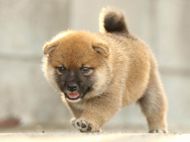 FP5A2333-puupy-puppy FP5A2333-puupy-puppy