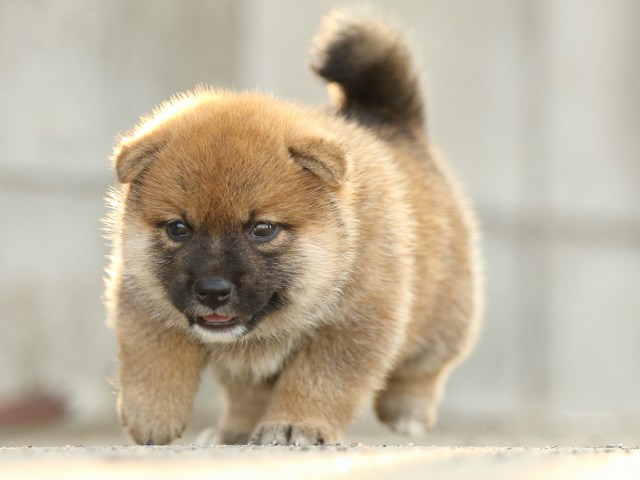 FP5A2334-puupy-puppy FP5A2334-puupy-puppy