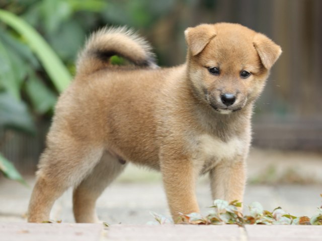 FP5A2371-puupy-shibainu FP5A2371-puupy-shibainu