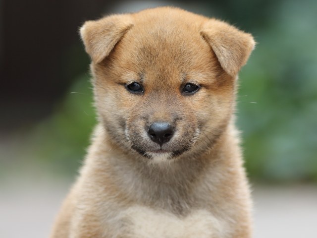FP5A2385-puupy-shibainu FP5A2385-puupy-shibainu
