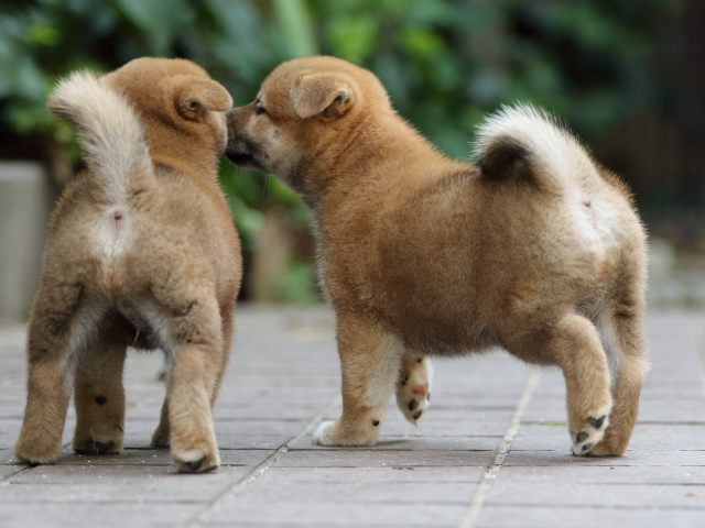 FP5A2403-puupy-shibainu FP5A2403-puupy-shibainu
