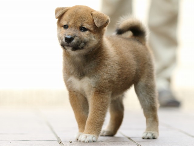 FP5A2448-puupy-shibainu FP5A2448-puupy-shibainu