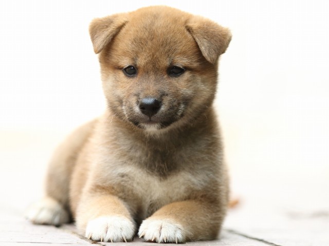 FP5A2498-puupy-shibainu FP5A2498-puupy-shibainu