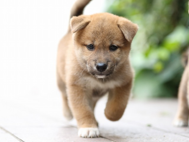 FP5A2518-puupy-shibainu FP5A2518-puupy-shibainu