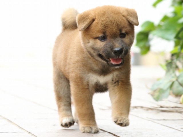 FP5A2573-puupy-shibainu FP5A2573-puupy-shibainu