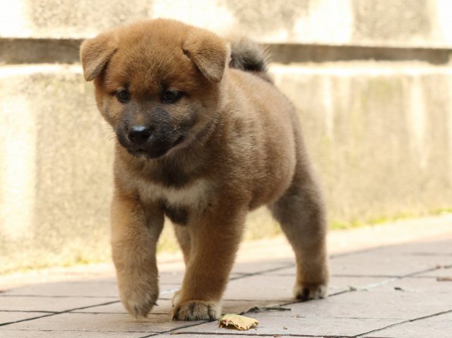 FP5A2625-puupy-shibainu FP5A2625-puupy-shibainu