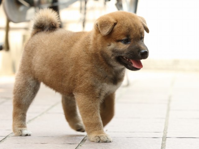 FP5A2673-puupy-shibainu FP5A2673-puupy-shibainu