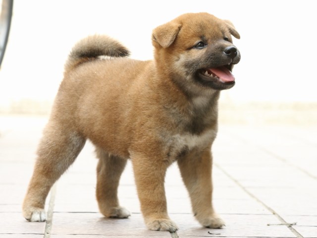 FP5A2682-puupy-shibainu FP5A2682-puupy-shibainu