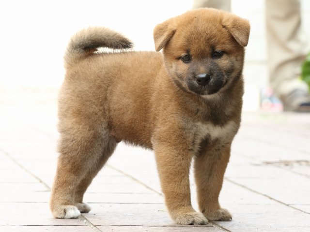 FP5A2704-puupy-shibainu FP5A2704-puupy-shibainu