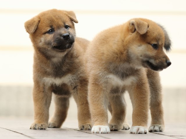 FP5A2726-puupy-shibainu FP5A2726-puupy-shibainu