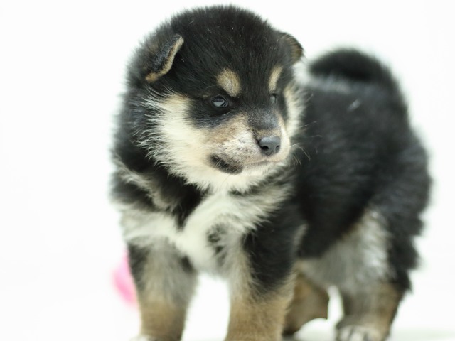 FP5A3536-puupy-shibainu FP5A3536-puupy-shibainu