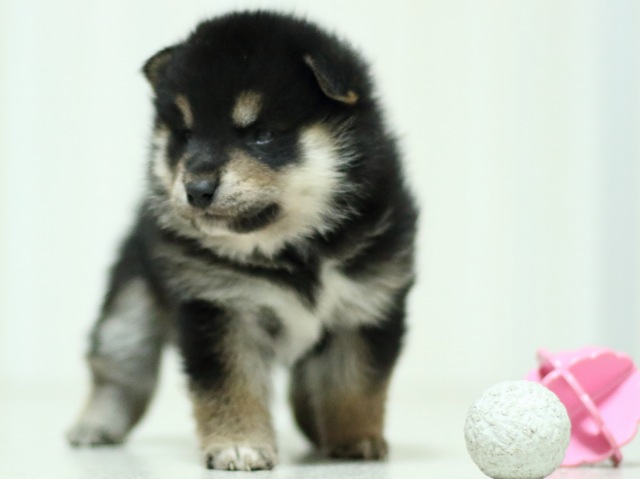 FP5A3545-puupy-shibainu FP5A3545-puupy-shibainu