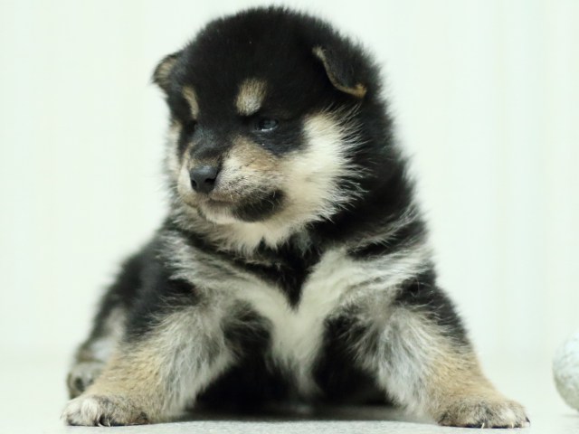 FP5A3555-puupy-shibainu FP5A3555-puupy-shibainu