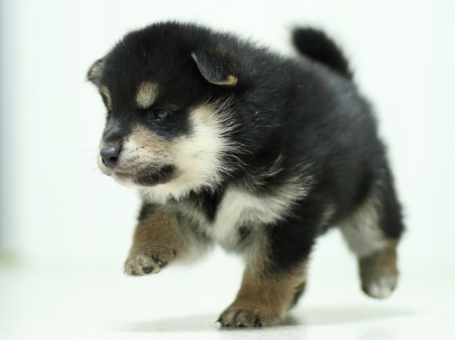 FP5A3561-puupy-shibainu FP5A3561-puupy-shibainu
