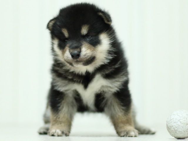 FP5A3563-puupy-shibainu FP5A3563-puupy-shibainu