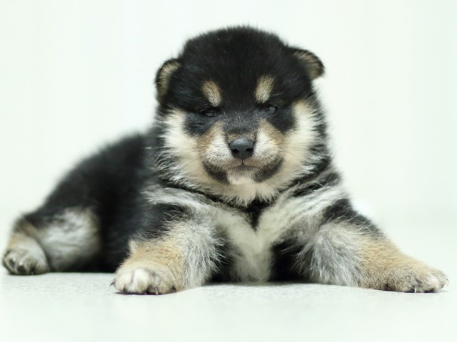 FP5A3571-puupy-shibainu FP5A3571-puupy-shibainu