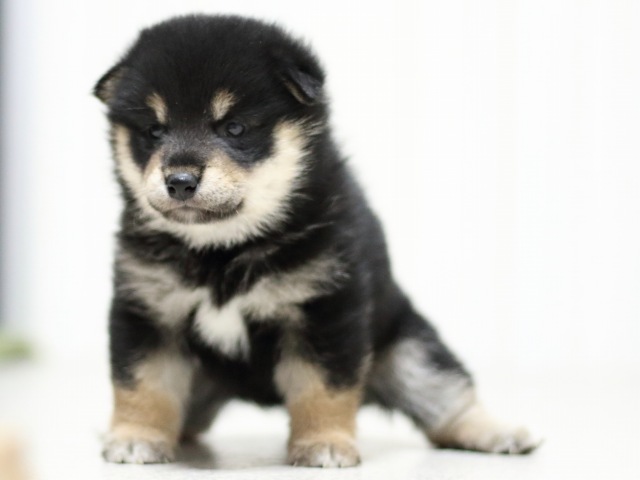 FP5A3577-puupy-shibainu FP5A3577-puupy-shibainu