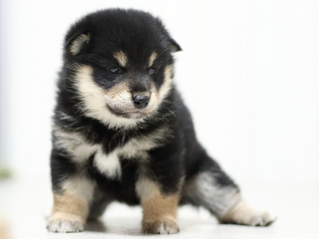 FP5A3579-puupy-shibainu FP5A3579-puupy-shibainu