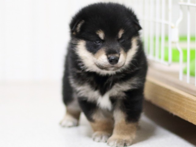 FP5A3586-puupy-shibainu FP5A3586-puupy-shibainu