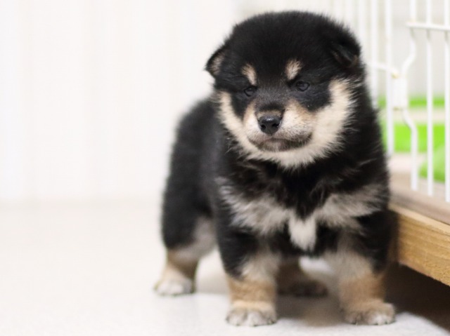 FP5A3592-puupy-shibainu FP5A3592-puupy-shibainu