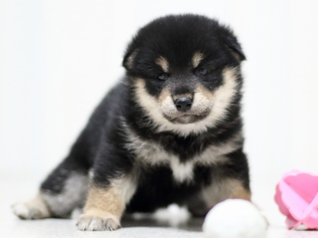 FP5A3594-puupy-shibainu FP5A3594-puupy-shibainu