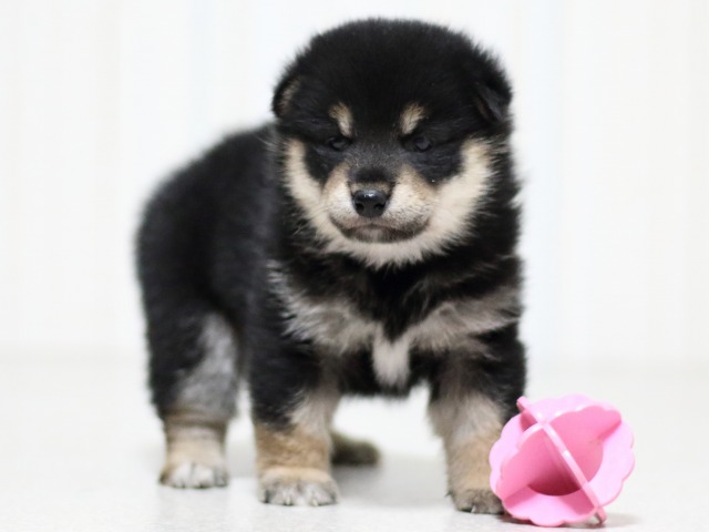 FP5A3606-puupy-shibainu FP5A3606-puupy-shibainu