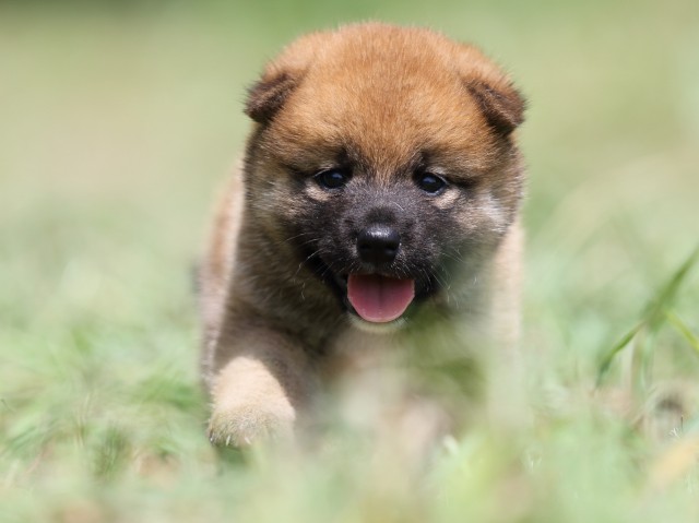 FP5A4901-puupy-shibainu FP5A4901-puupy-shibainu