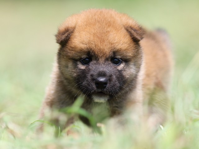 FP5A4904-puupy-shibainu FP5A4904-puupy-shibainu