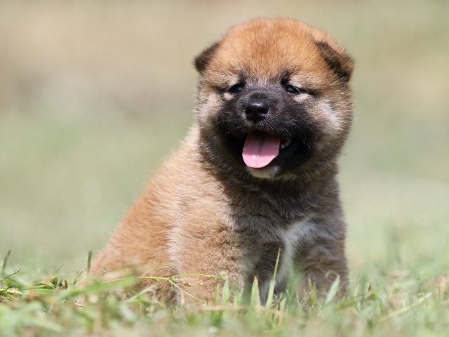 FP5A4933-puupy-shibainu FP5A4933-puupy-shibainu