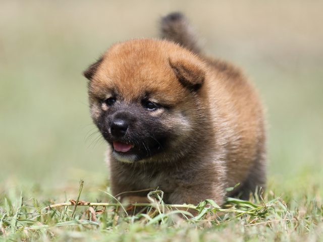 FP5A4939-puupy-shibainu FP5A4939-puupy-shibainu