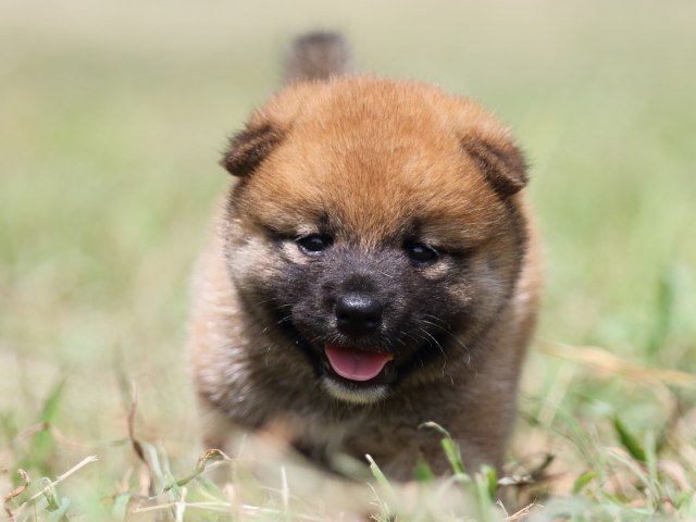 FP5A4957-puupy-shibainu FP5A4957-puupy-shibainu