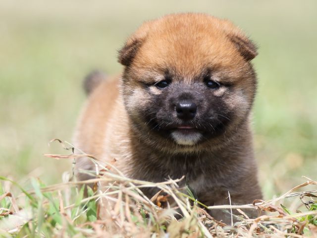 FP5A4963-puupy-shibainu FP5A4963-puupy-shibainu