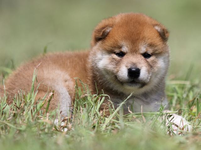 FP5A4975-puupy-shibainu FP5A4975-puupy-shibainu