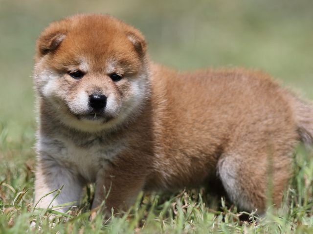 FP5A4993-puupy-shibainu FP5A4993-puupy-shibainu