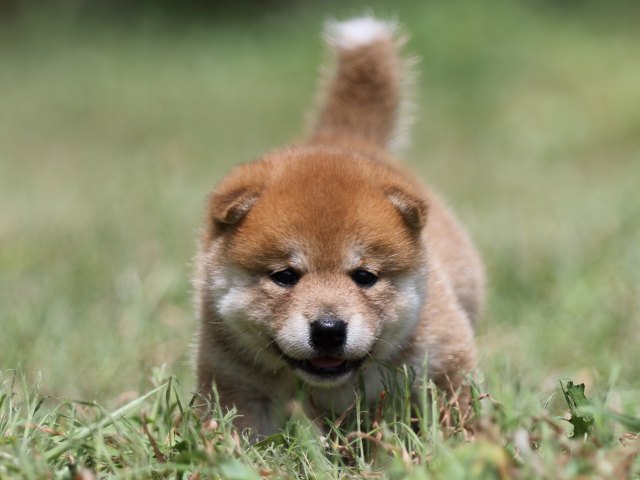 FP5A5029-puupy-shibainu FP5A5029-puupy-shibainu