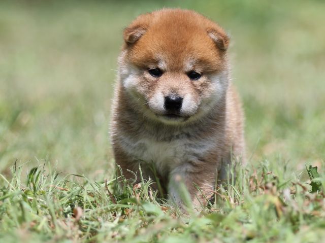 FP5A5031-puupy-shibainu FP5A5031-puupy-shibainu