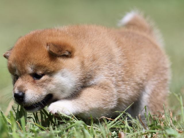 FP5A5062-puupy-shibainu FP5A5062-puupy-shibainu