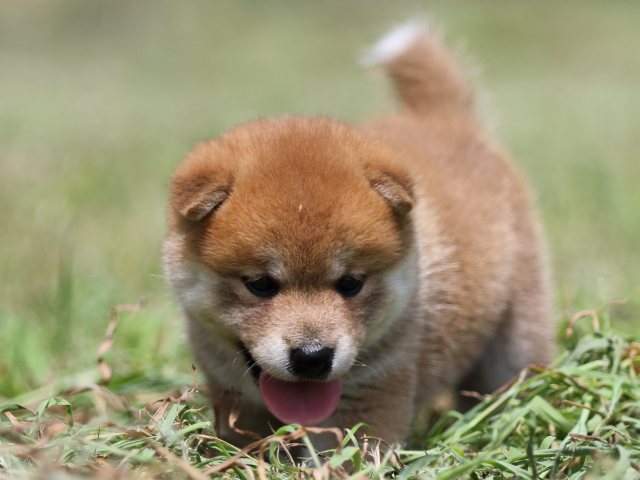FP5A5070-puupy-shibainu FP5A5070-puupy-shibainu