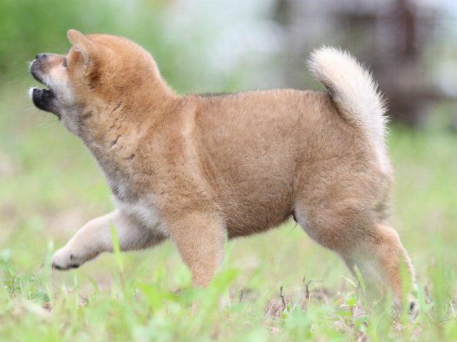 FP5A5727-puupy-shibainu FP5A5727-puupy-shibainu