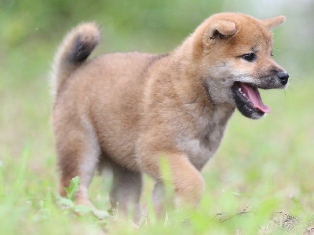 FP5A5730-puupy-shibainu FP5A5730-puupy-shibainu