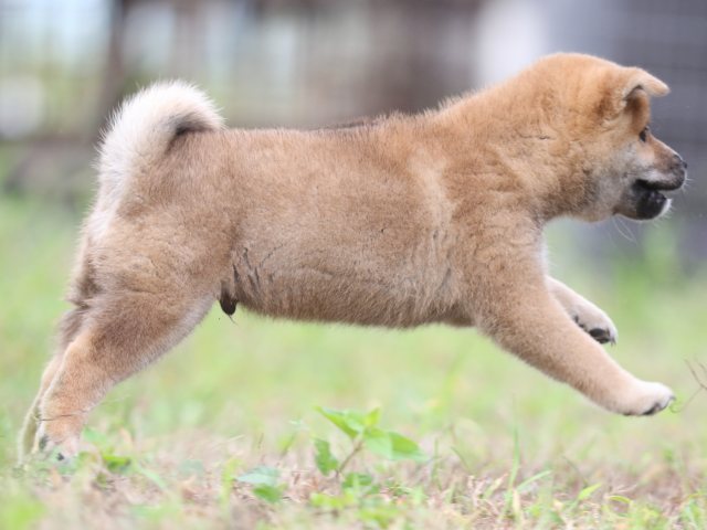 FP5A5733-puupy-shibainu FP5A5733-puupy-shibainu