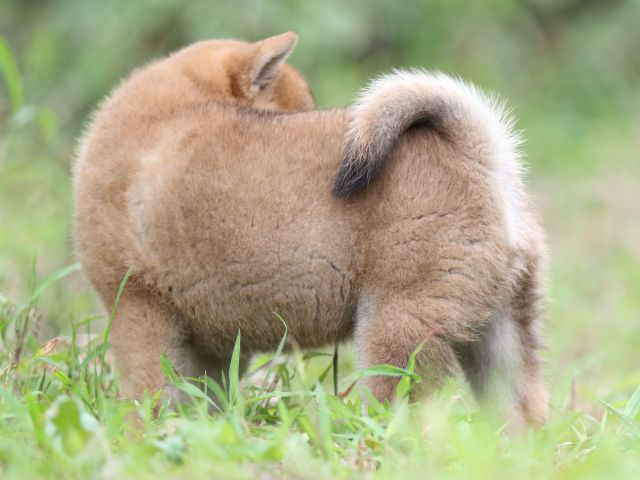 FP5A5736-puupy-shibainu FP5A5736-puupy-shibainu