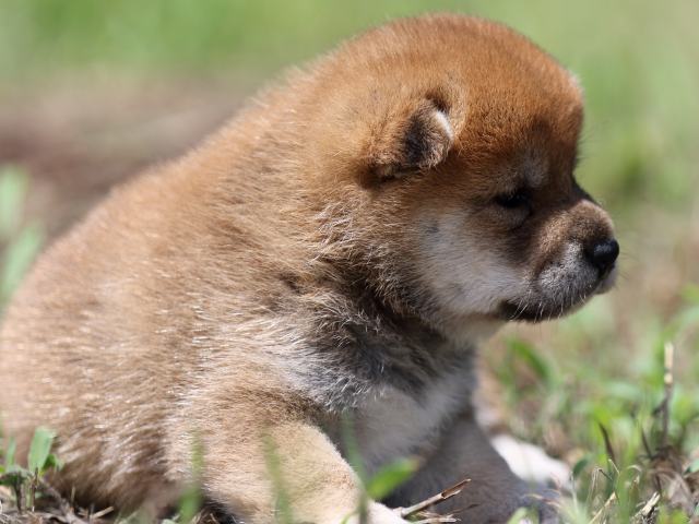 FP5A5739-puupy-shibainu FP5A5739-puupy-shibainu